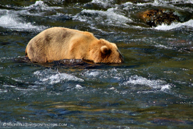 Fishing - Brooks Falls, Katmai, Alaska