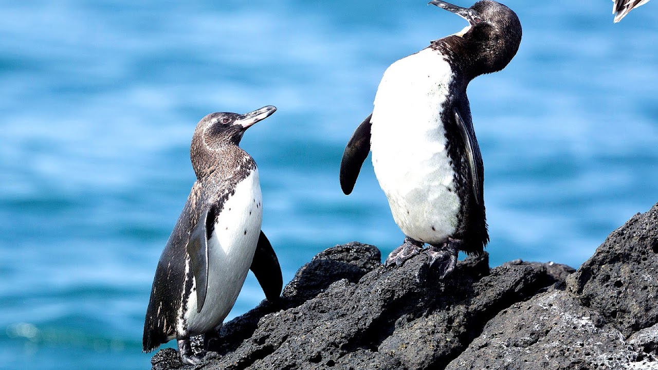 Why Is The Galapagos Penguin Endangered