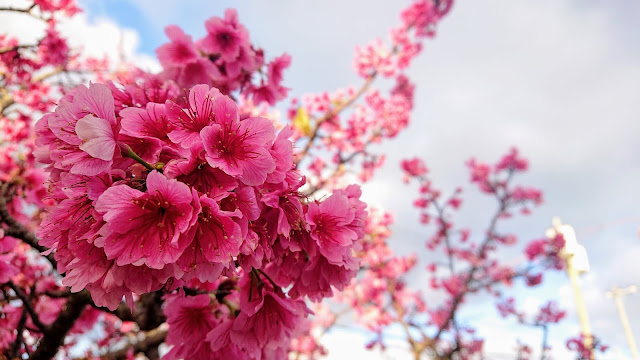 沖縄 八重岳 桜まつり