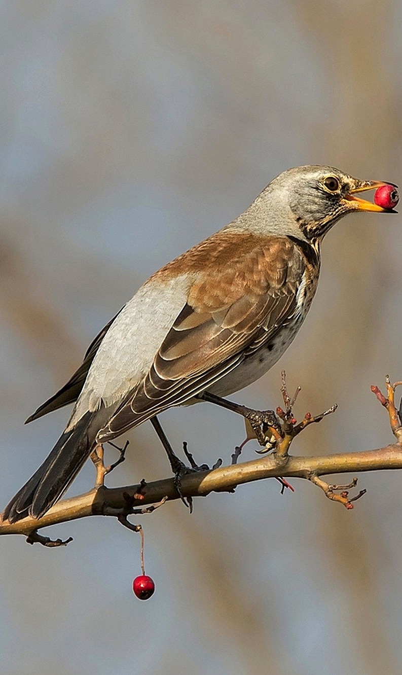 A bird enjoying a red berry.