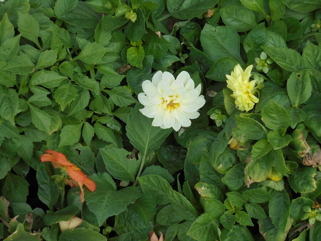 米子市観光センターの花壇