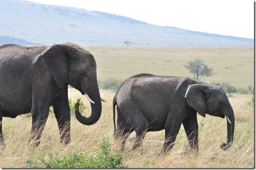 25 Africa 293