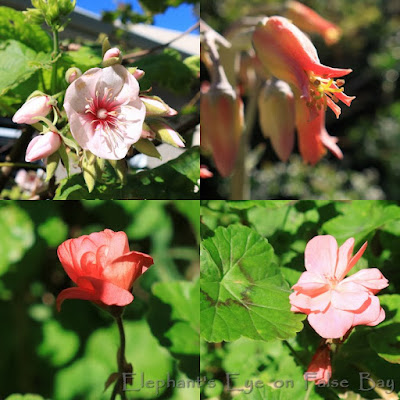 Pink July flowers