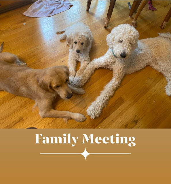 Family meeting - Golden Retriever Mama, Poodle Daddy, Golden Doodle Puppy