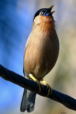 "Brahminy Starling - Sturnia pagodarum, perched on a cable calling to its mate."