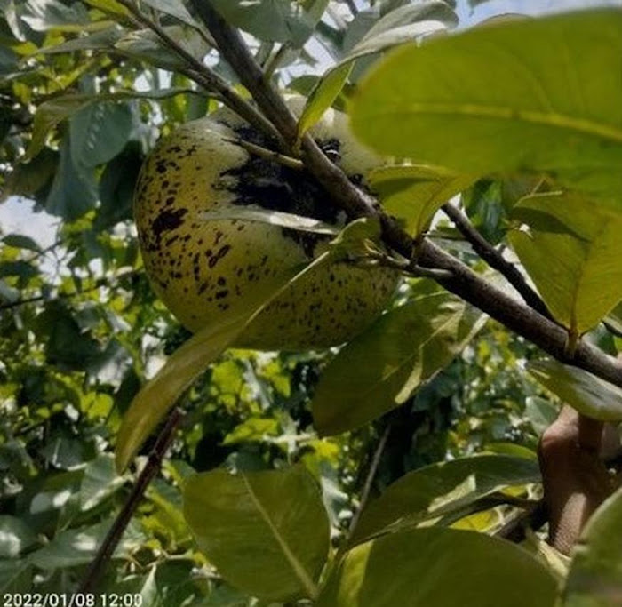 Black Sapote Asli Okulasi Sumatra Selatan