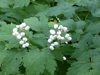 Actée rouge à fruits blancs - Actaea rubra f. neglecta