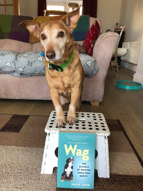 Wag Happy Dogs: A Photo Post (Part 2)