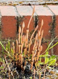 Cones of Common Horsetail, Equisetum arvense.   Hayes station car park, 24 April 2016.