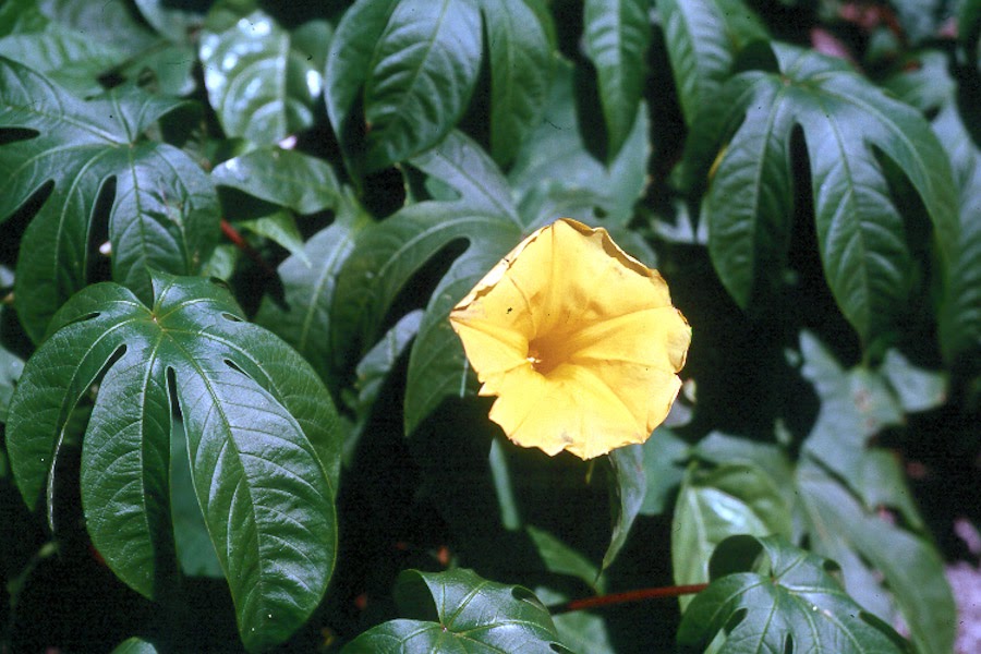 Image of Merremia tuberosa wild morning glory