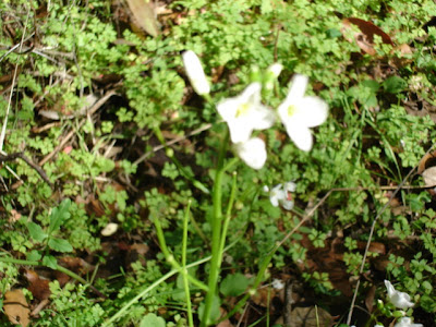 flower in early spring