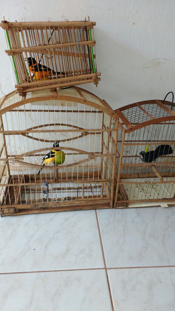 PM de São Roberto apreende animais silvestres para devolvê-los à natureza