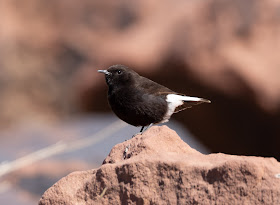 Black Wheatear - Atlas Mountains, Morocco