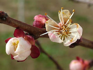 Fruit tree blossom, Bulgaria