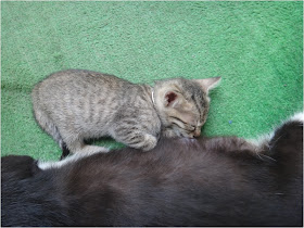 BABYCAT