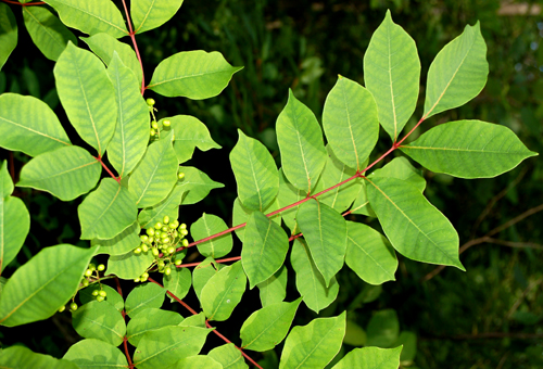 poison oak vs poison ivy. It#39;s relative, poison oak,