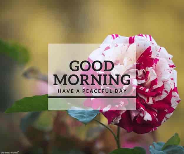 150 Beautiful Good Morning Images Best Collection