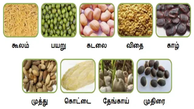 தானியங்களுக்கு வழங்கும் சொற்கள் - Words for grains in tamil language