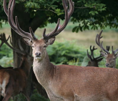 Wild Deer Pictures