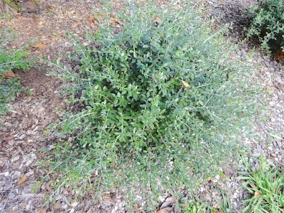 yaupon, Ilex vomtoria