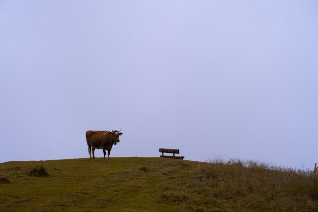 cow and a bench