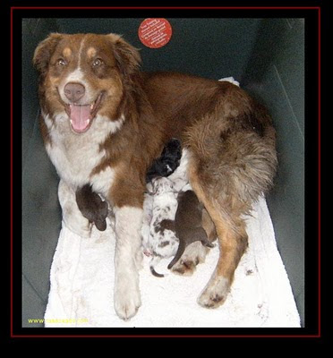 cachorros Pastor Australiano