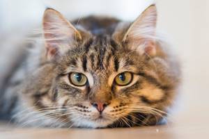 Kenapa Kucing Menunggu Di Depan Pintu Kamar Mandi