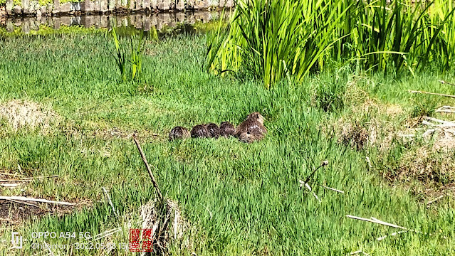 緑ヶ丘公園のヌートリア6匹