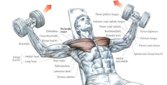 Incline Dumbbell Flys