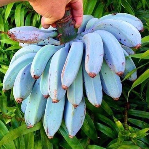 blue java banana, ice cream banana, blue java bananas, java blue, ice cream banana tree blue, java banana tree, java banana, blue banana ice cream, blue java banana growing zone, blue java banana inside, blue java banana taste