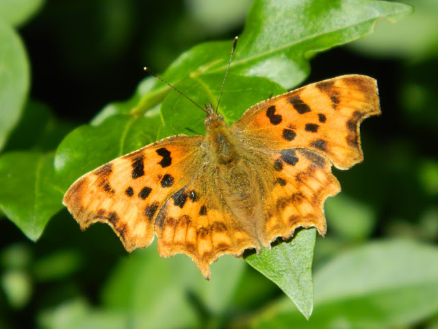 Big Butterfly Watch 