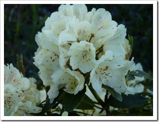 juni 2010 027