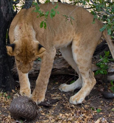 Lion Tries to Eat a Pangolin but Fails  Seen On  www.coolpicturegallery.us