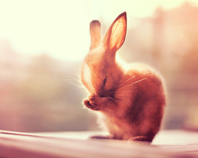 Fotógrafo realiza utiliza coelhos como modelos para criar fotografias mágicas