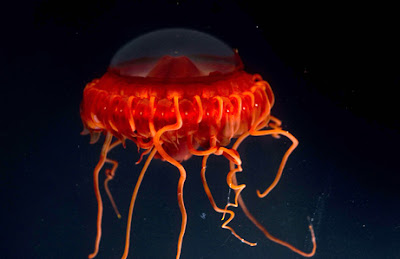 medusa jellyfish