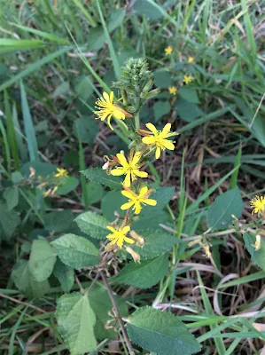 Planta ornamental - Triumfetta rhomboidea