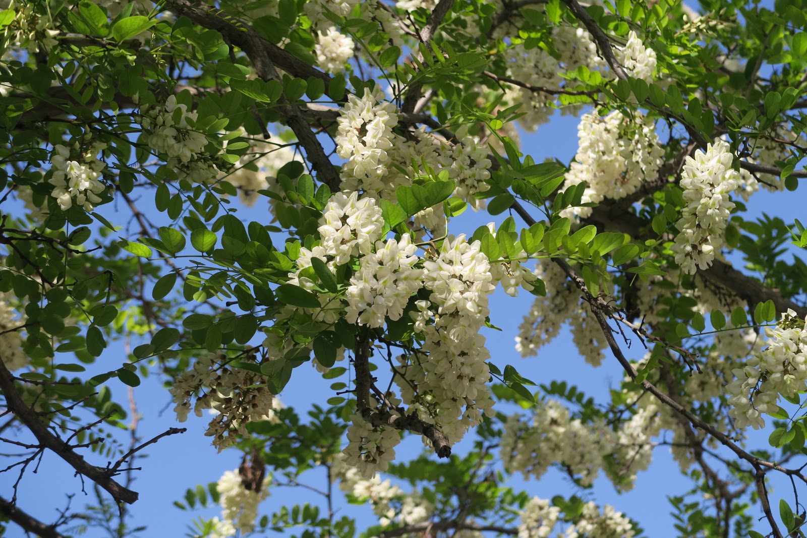 Cagliari In Verde I Grappoli Bianchi Della Robinia