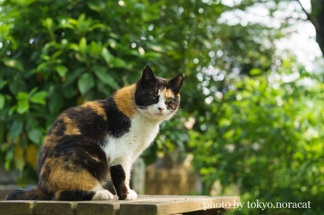 野良猫写真