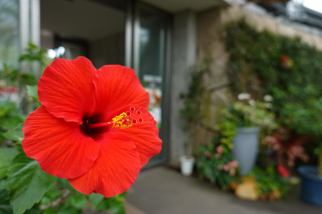 鳥取県西伯郡南部町鶴田　とっとり花回廊　フラワードーム　ハイビスカス