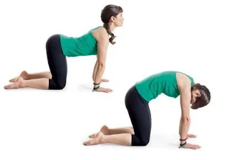 Marjariasana – Cat Pose