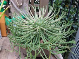 East Dallas Art Gardens: Spiky succulents sink from sky ...