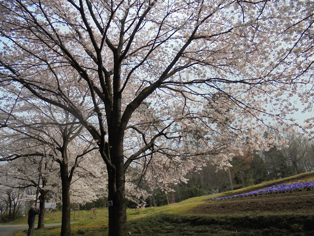 とっとり花回廊のソメイヨシノ桜