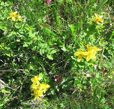 St. John's wort, Klamath weed, Hypericum perforatum