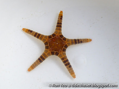 icon star (Iconaster longimanus)