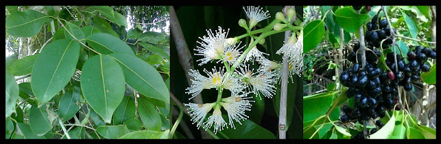 Ayurvedic Herbs Of Nepa, Syzygium cumini, जामुन, Jamun