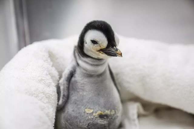 A new baby emperor penguin has hatched at SeaWorld San Diego