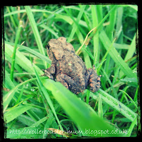 #alphabetphoto, F is for Frog, froglet