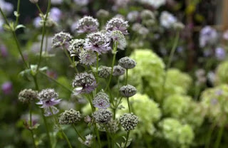 Astrantia