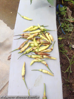 Membuat perangkap lalat buah