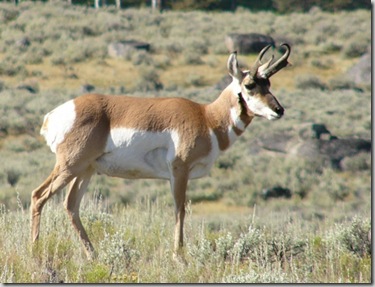 ys2 pronghorn